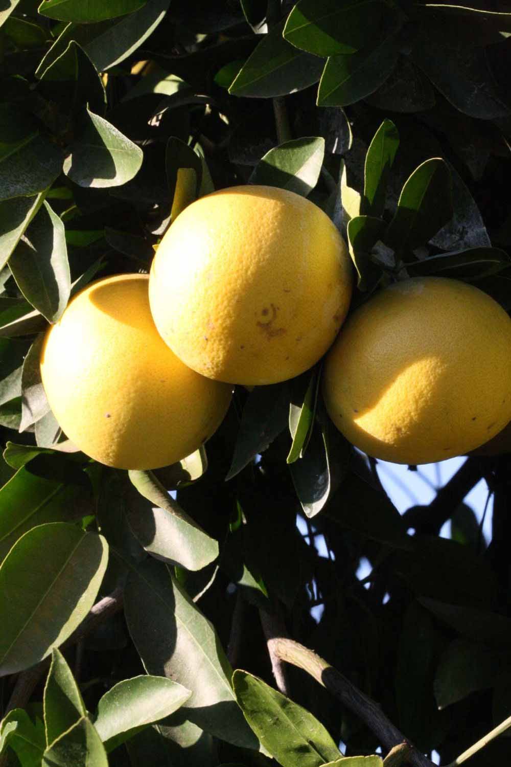            Fruit (Riverside, CA)   